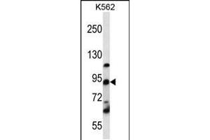 Western blot analysis in K562 cell line lysates (35ug/lane). (UBTF 抗体  (C-Term))