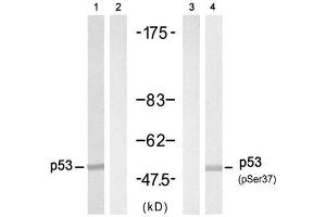 Western blot analysis of extract from HT-29 cell untreated or treated with Doxorubicin (1mM, 30min), using p53 (Ab-37) Antibody (E021089, Lane 1 and 2) and p53 (phospho-Ser37) antibody (E011098, Lane 3 and 4). (p53 抗体)