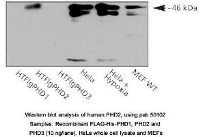 Image no. 1 for anti-Egl-9 Family Hypoxia Inducible Factor 1 (EGLN1) (AA 1-50) antibody (ABIN363411) (EGLN1 抗体  (AA 1-50))
