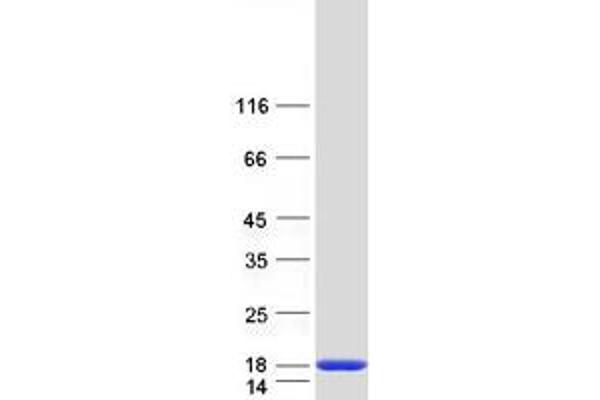 TIMM13 Protein (Myc-DYKDDDDK Tag)