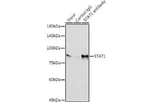 Immunoprecipitation analysis of 600 μg extracts of HeLa cells using 3 μg ST antibody (ABIN7270303). (STAT1 抗体)