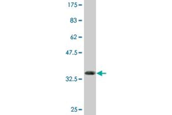 Retinoid X Receptor beta 抗体  (AA 161-260)