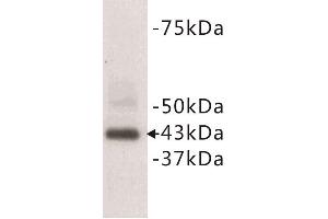 Western Blotting (WB) image for anti-CD9 (CD9) (N-Term) antibody (ABIN1854867) (CD9 抗体  (N-Term))