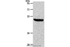 Western blot analysis of Mouse brain tissue, using S1PR1 Polyclonal Antibody at dilution of 1:700 (S1PR1 抗体)