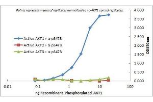 ELISA of Mouse Monoclonal anti-AKT1 antibody. (AKT1 抗体  (Internal Region) (Biotin))