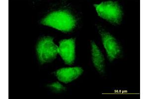 Immunofluorescence (IF) image for anti-Necdin Homolog (Mouse) (NDN) (AA 222-321) antibody (ABIN518218)