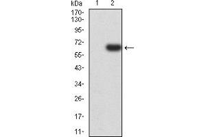 Western Blotting (WB) image for anti-Eukaryotic Translation Initiation Factor 5 (EIF5) (AA 1-300) antibody (ABIN5865324) (EIF5 抗体  (AA 1-300))