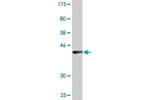 Western Blot detection against Immunogen (36. (UVRAG 抗体  (AA 601-699))