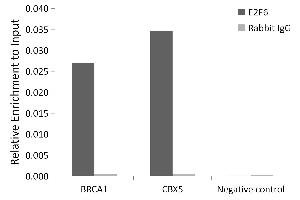 Chromatin immunoprecipitation analysis of extracts of 293T cells, using E2F6 antibody (ABIN1679632, ABIN1679631, ABIN5664137 and ABIN6219769) and rabbit IgG. (E2F6 抗体  (AA 1-281))