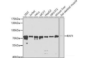 Western blot analysis of extracts of various cell lines using RAF1 Polyclonal Antibody at dilution of 1:1000. (RAF1 抗体)