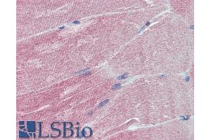 ABIN263197 (5µg/ml) staining of paraffin embedded Human Skeletal Muscle. (IGFBP6 抗体  (Internal Region))