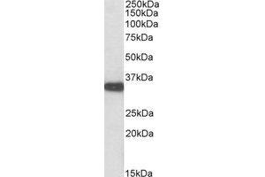 Western Blotting (WB) image for anti-Aspartoacylase (ASPA) (C-Term) antibody (ABIN2464549) (ASPA 抗体  (C-Term))