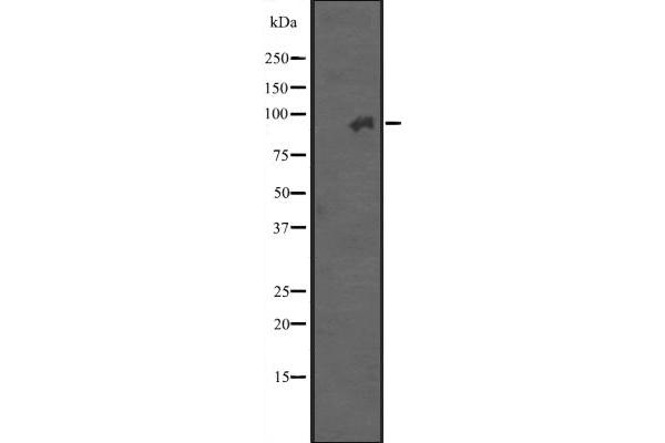 Integrin beta 7 抗体  (Internal Region)