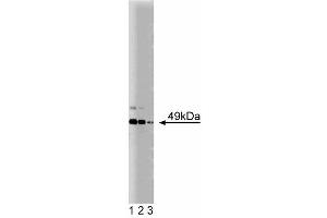 Western blot analysis of JNK/SAPK1 on PC12 cell lysate. (JNK/SAPK1 (Pan) (AA 264-415) 抗体)