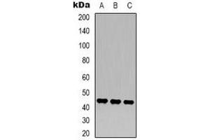 Western blot analysis of MKK2 expression in Hela (A), NIH3T3 (B), rat brain (C) whole cell lysates. (MEK2 抗体)