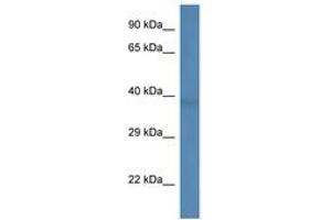 Image no. 1 for anti-beta-1,3-N-Acetylgalactosaminyltransferase 1 (B3GALNT1) (AA 204-253) antibody (ABIN6746248) (B3GALNT1 抗体  (AA 204-253))