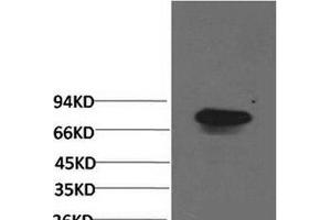 Western Blot analysis of Human serum using Transferrin Monoclonal Antibody at dilution of 1:2000. (Transferrin 抗体)