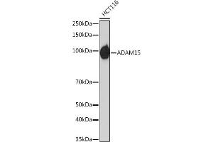 Western blot analysis of extracts of HCT116 cells, using  Rabbit mAb (ABIN7265434) at 1:1000 dilution. (ADAM15 抗体)