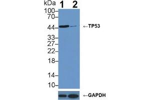 Knockout Varification: Lane 1: Wild-type MCF7 cell lysate; Lane 2: TP53 knockout MCF7 cell lysate; Predicted MW: 24,30,33,34,38,39,44kDa Observed MW: 46kDa Primary Ab: 1µg/ml Rabbit Anti-Human TP53 Antibody Second Ab: 0. (p53 抗体  (AA 108-370))