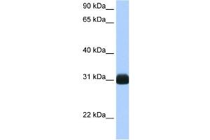 RBPMS antibody used at 0. (RBPMS 抗体  (N-Term))