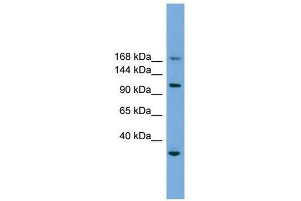 PHLDB1 抗体  (Middle Region)