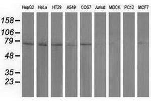 Western blot analysis of extracts (35 µg) from 9 different cell lines by using anti-PUS7 monoclonal antibody. (PUS7 抗体)