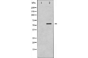 Western blot analysis of G3BP-1 phosphorylation expression in 293 whole cell lysates,The lane on the left is treated with the antigen-specific peptide. (G3BP1 抗体  (pSer232))