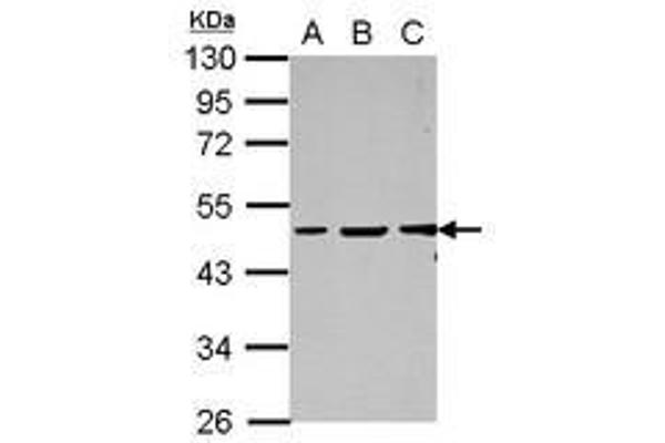 GC-Rich Promoter Binding Protein 1 (GPBP1) (AA 1-207) 抗体