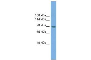 WB Suggested Anti-RAPGEF3 Antibody Titration: 0. (RAPGEF3 抗体  (N-Term))