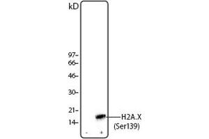 Image no. 1 for anti-H2A Histone Family, Member X (H2AFX) (pSer139) antibody (ABIN294560) (H2AFX 抗体  (pSer139))