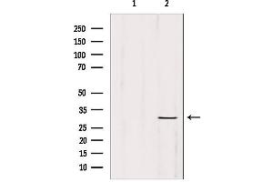 Western blot analysis of extracts from hepg2, using ETFA antibody. (ETFA 抗体  (Internal Region))