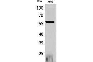 Western Blot analysis of K562 cells using RUNX2 Polyclonal Antibody. (RUNX2 抗体  (Internal Region))