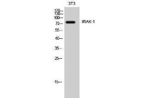 Western Blotting (WB) image for anti-Interleukin-1 Receptor-Associated Kinase 1 (IRAK1) (Ser6) antibody (ABIN3175695) (IRAK1 抗体  (Ser6))