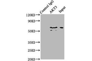 Immunoprecipitating AKT3 in mouse brain whole cell lysate Lane 1: Rabbit control IgG (1 μg) instead of ABIN7167032 in mouse brain whole cell lysate. (AKT3 抗体  (AA 1-164))