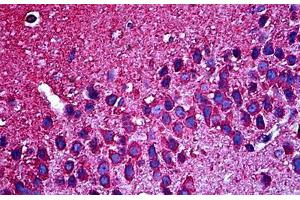 Anti-Tuj1 antibody IHC of mouse brain. (TUBB3 抗体)