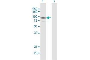 Western Blot analysis of GAB2 expression in transfected 293T cell line by GAB2 MaxPab polyclonal antibody. (GAB2 抗体  (AA 1-676))