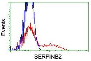 HEK293T cells transfected with either RC203139 overexpress plasmid (Red) or empty vector control plasmid (Blue) were immunostained by anti-SERPINB2 antibody (ABIN2455295), and then analyzed by flow cytometry. (SERPINB2 抗体)