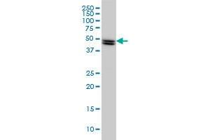 SH2D4A monoclonal antibody (M01), clone 3G8 Western Blot analysis of SH2D4A expression in HeLa . (SH2D4A 抗体  (AA 239-338))