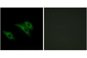 Immunofluorescence (IF) image for anti-CD9 (CD9) (AA 101-150) antibody (ABIN2889898) (CD9 抗体  (AA 101-150))