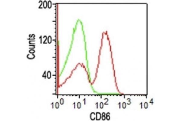 CD86 抗体