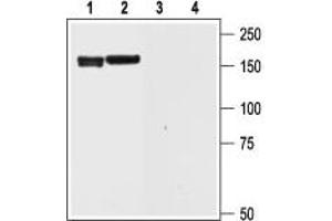 Western blot analysis of rat brain (1 and 3) and cortex (2 and 4) lysate: - 1,2. (KCNH6 抗体  (Intracellular, N-Term))