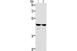 Gel: 10 % SDS-PAGE, Lysate: 40 μg, Lane 1-2: Hela cells, A549 cells, Primary antibody: ABIN7128194(ACTL8 Antibody) at dilution 1/350, Secondary antibody: Goat anti rabbit IgG at 1/8000 dilution, Exposure time: 5 seconds (Actin-Like 8 抗体)