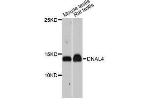 Western blot analysis of extracts of various cell lines, using DNAL4 antibody. (DNAL4 抗体  (AA 1-105))