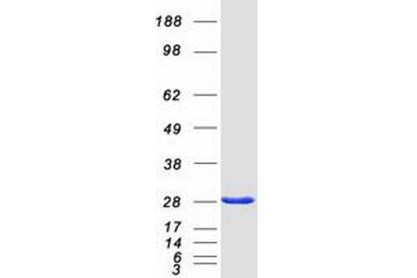 SNAP25 Protein (Transcript Variant 1) (Myc-DYKDDDDK Tag)