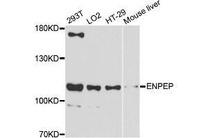 Western blot analysis of extracts of various cell lines, using ENPEP antibody (ABIN5997676) at 1:3000 dilution. (ENPEP 抗体)