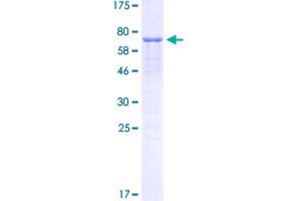 CEBPA Protein (AA 1-358) (GST tag)