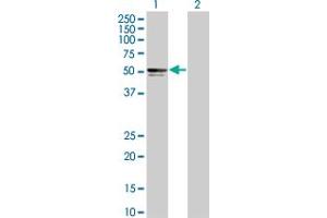 Lane 1: PIK3R3 transfected lysate ( 54. (PIK3R3 293T Cell Transient Overexpression Lysate(Denatured))