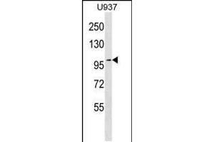 Western blot analysis in U937 cell line lysates (35ug/lane). (TJP2 抗体  (C-Term))