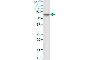 Western Blotting (WB) image for anti-Stress-Induced-phosphoprotein 1 (STIP1) (AA 1-543) antibody (ABIN524365)