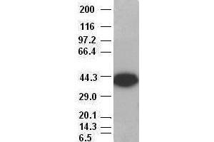 EpCAM antibody (2H9) at 1:500 dilution + MCF7 cell lysate (EpCAM 抗体  (AA 24-265))